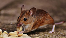 24 Hour & Emergency Exterminators in Troutdale, OR